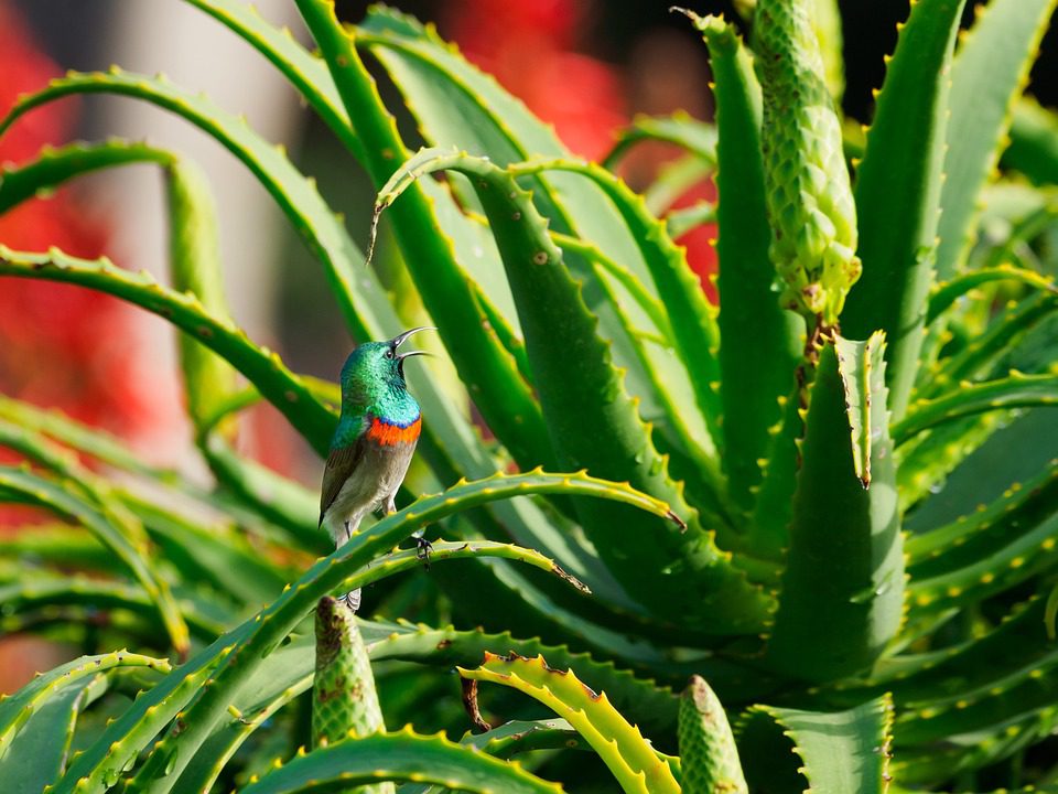 Aloe vera – zázrak přírody pro zdravý život