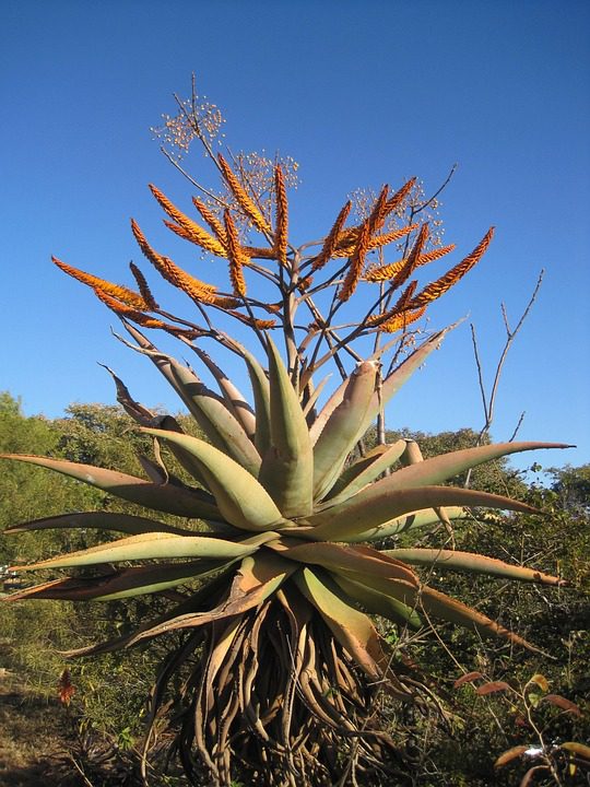 Můžete použít Aloe Vera na psy?