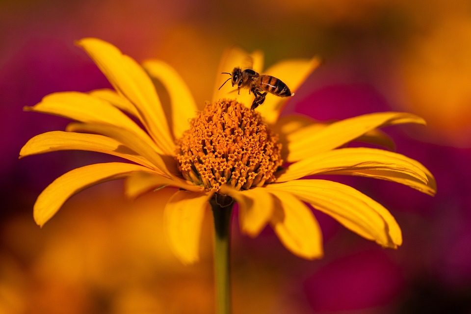 Echinacea - léčivá bylina pro posílení imunity