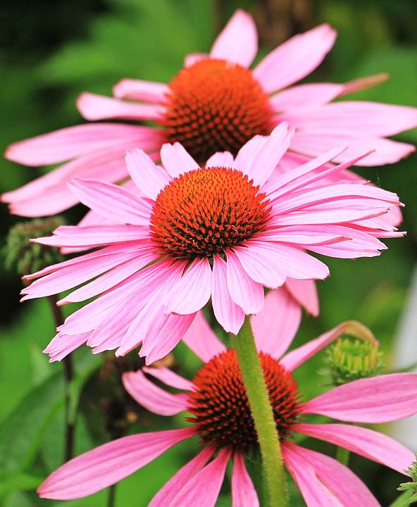 Kdy se sází echinacea?