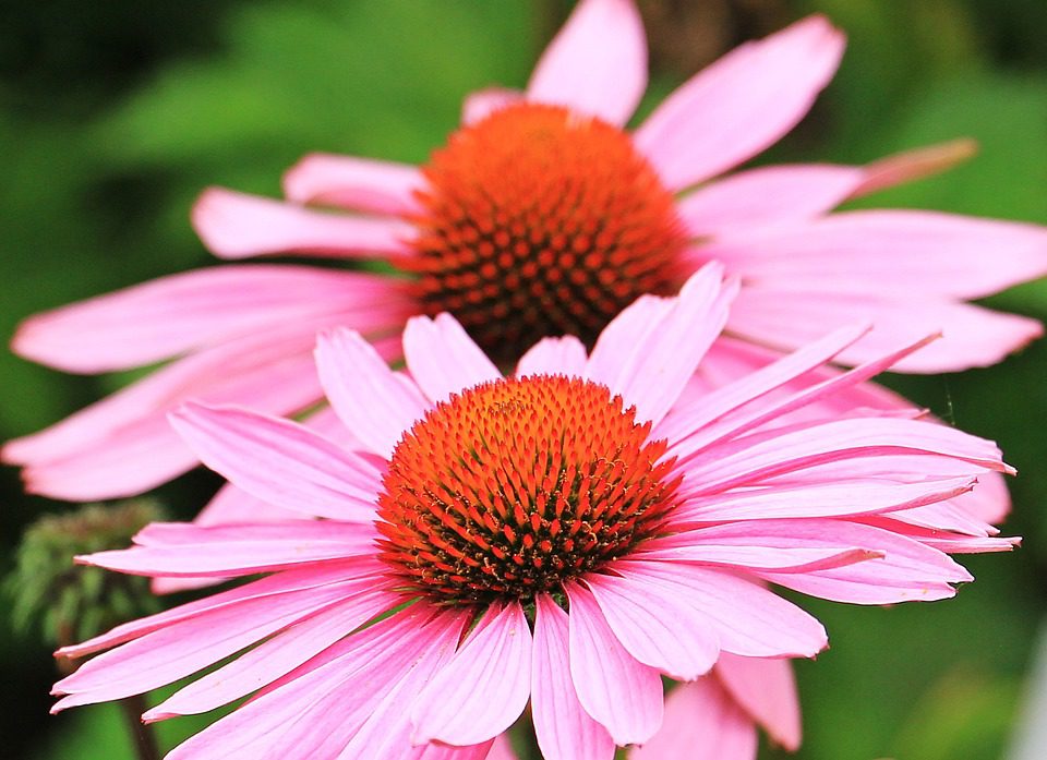 Je echinacea bezpečné?