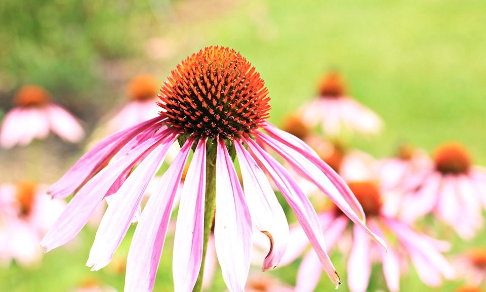 Jak se píše echinacea