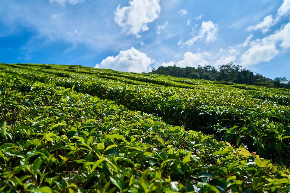 Zelený čaj vs. černý čaj: Který má více kofeinu?