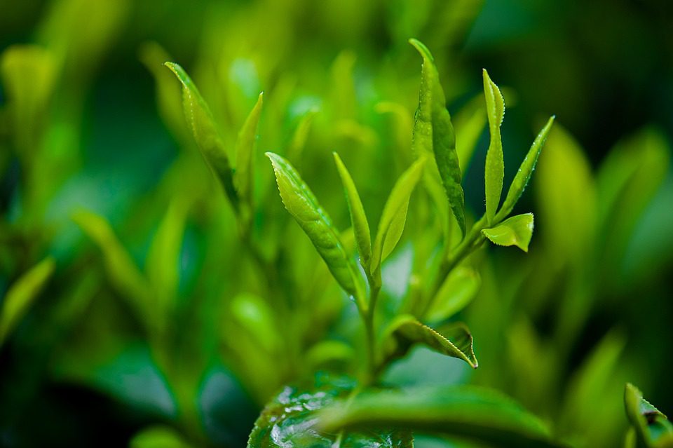 Co se skrývá v lákadlovém Green Tea Shot?