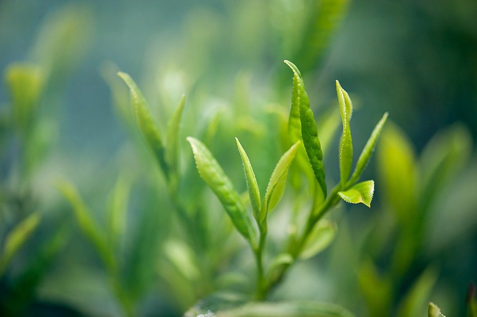 Zelený čaj může zázraky! Jedna šálka pomůže s pálením žáhy