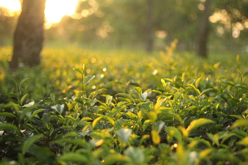 Zelený čaj skrývá tajemství! Kolik kofeinu taková hrníček obsahuje?