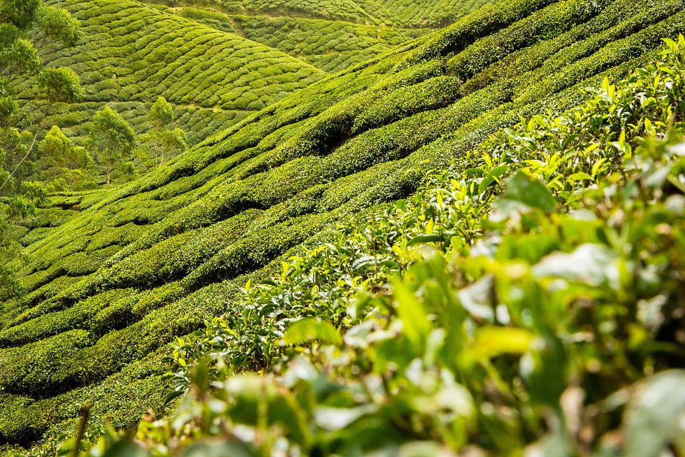 Zázraky zelené čaje: Maska na obličej, která opravdu funguje! (The miracles of green tea: A facial mask that really works!)