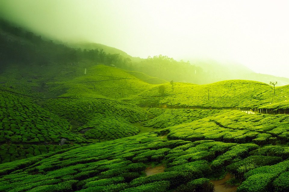 Tajemství zeleného čaje: Jaké látky se ukrývají v jeho lístcích?