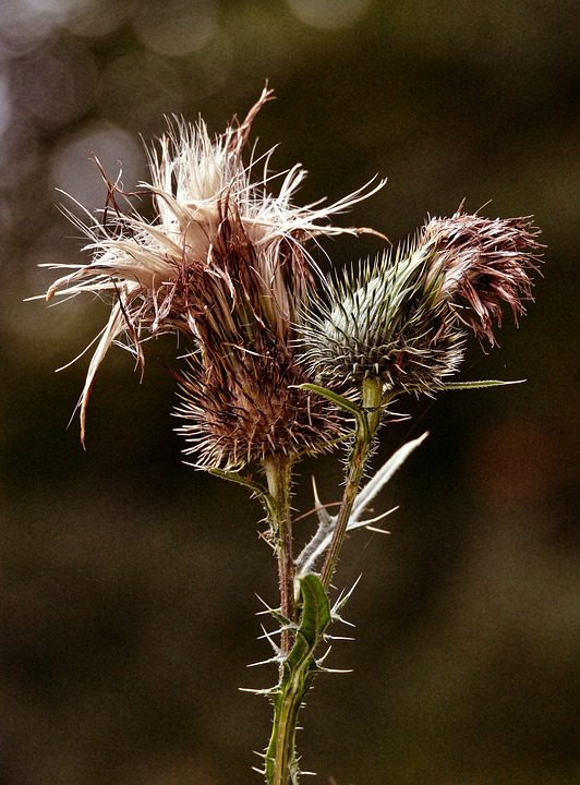 Mléčný bodlák pomáhá játrům (Milk thistle helps the liver)