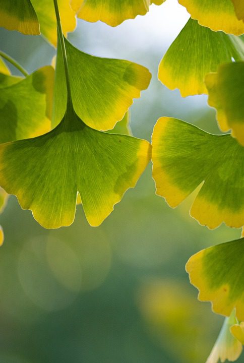 Ginkgo Biloba a paměť – Pomocník nebo mýtus?