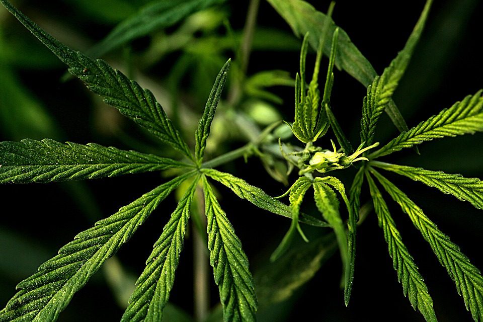 Je marihuana legalizována ve Vermontu?