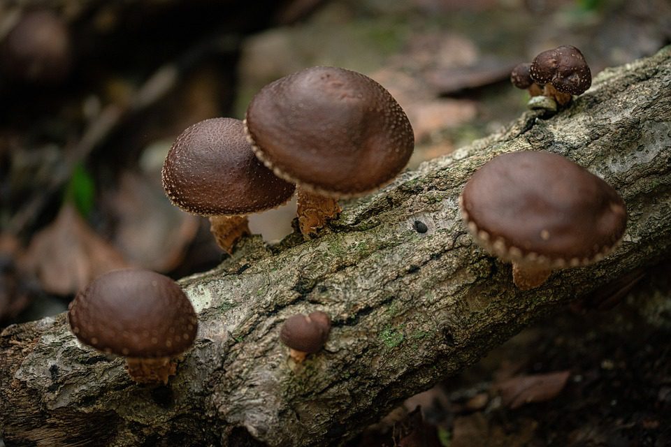 Jak dlouho vydrží houby shiitake?