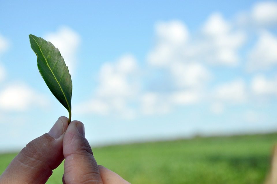 Jak vařit yerba mate krok za krokem