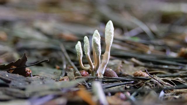 Cordyceps Estrogen: Přírodní Podpora Pro Zdravé Hormonální Funkce