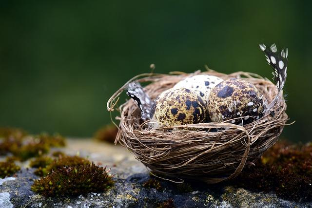 Ja křepelka pro potenci: Přírodní podpora mužského výkonu