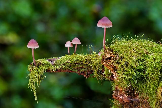 Houby na potenci: Přírodní zázrak pro mužskou sílu