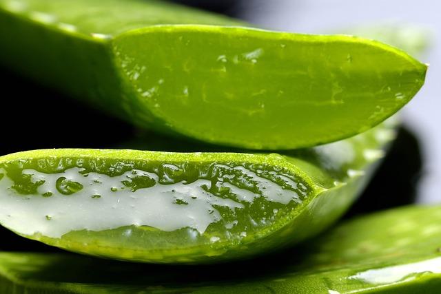 Jak aloe vera ‍pomáhá zlepšovat mužskou erekci