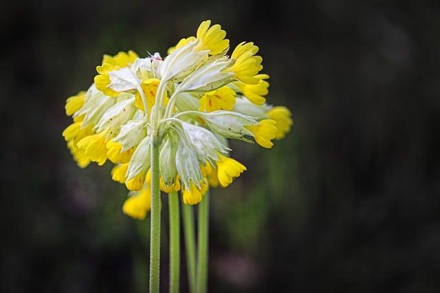 Rozšířené použití primula pro zlepšení menstruačních problémů